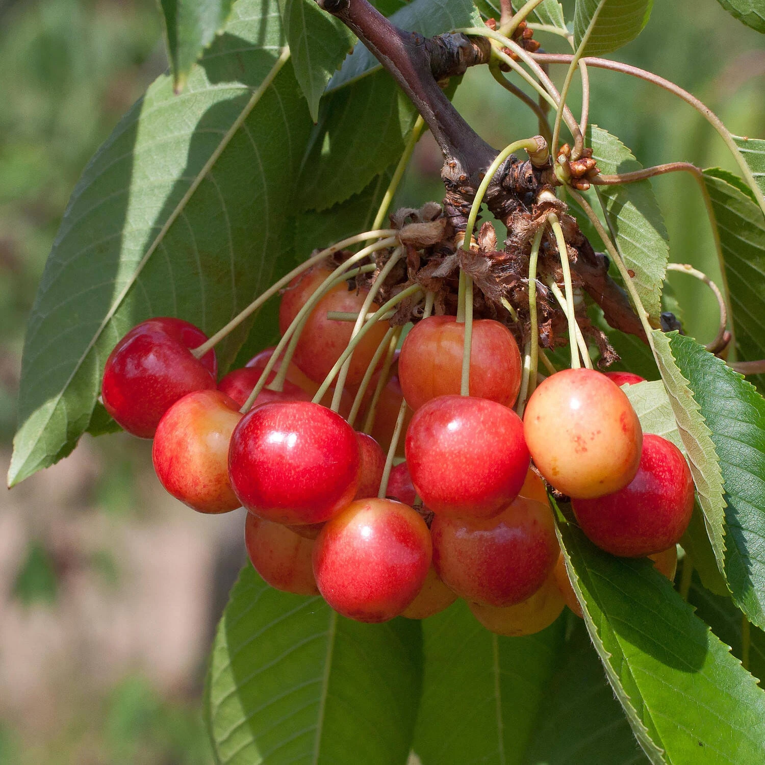 Prunus Avium 'Große Prinzessinkirsche' 1 Prunus Avium 'Große Prinzessinkirsche'