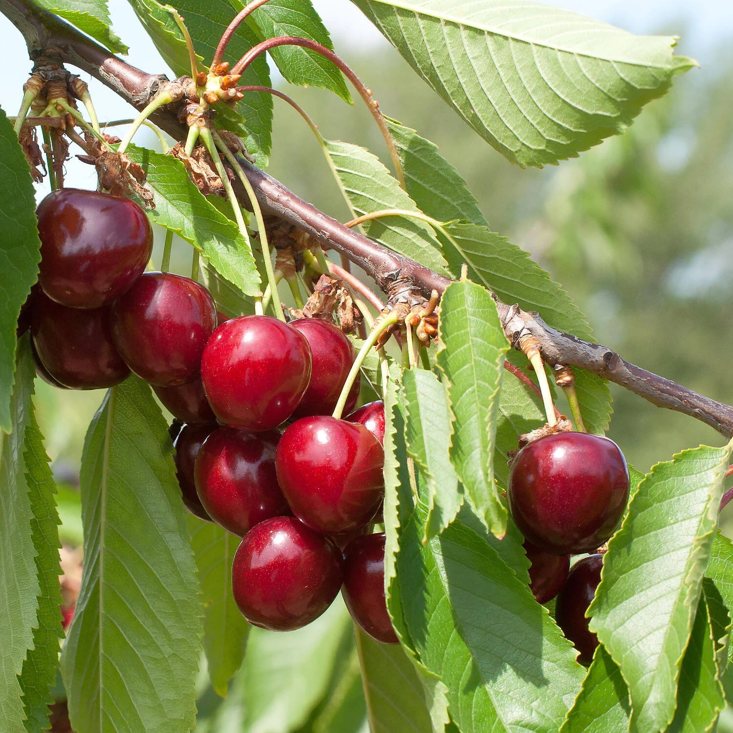 Prunus Avium 'Hedelfinger' 1 Prunus Avium 'Hedelfinger'