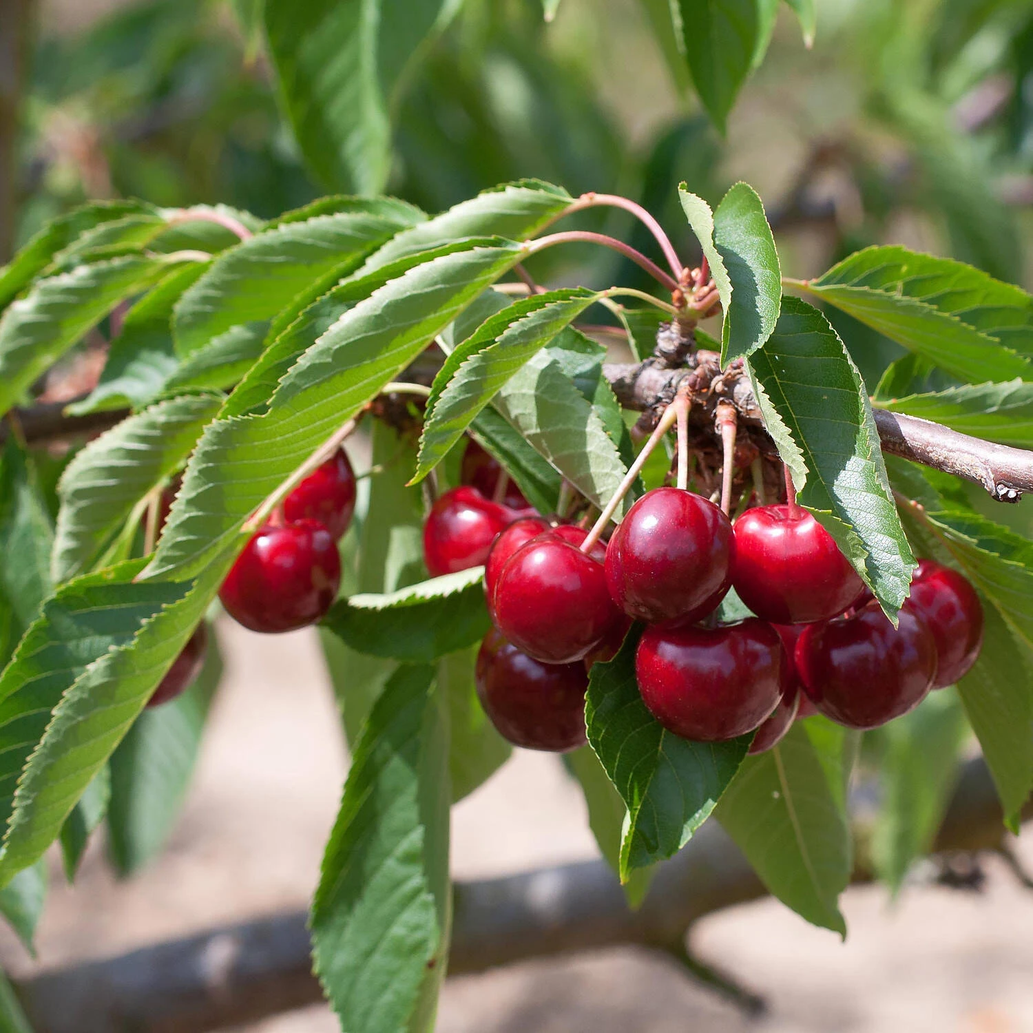 Prunus Avium 'Lapins' 1 Prunus Avium 'Lapins'