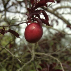Prunus Cerasifera 'Hollywood' 5 Prunus Cerasifera 'Hollywood' -Seeds and Fertilizers Geschäft prunus cerasifera hollywood3