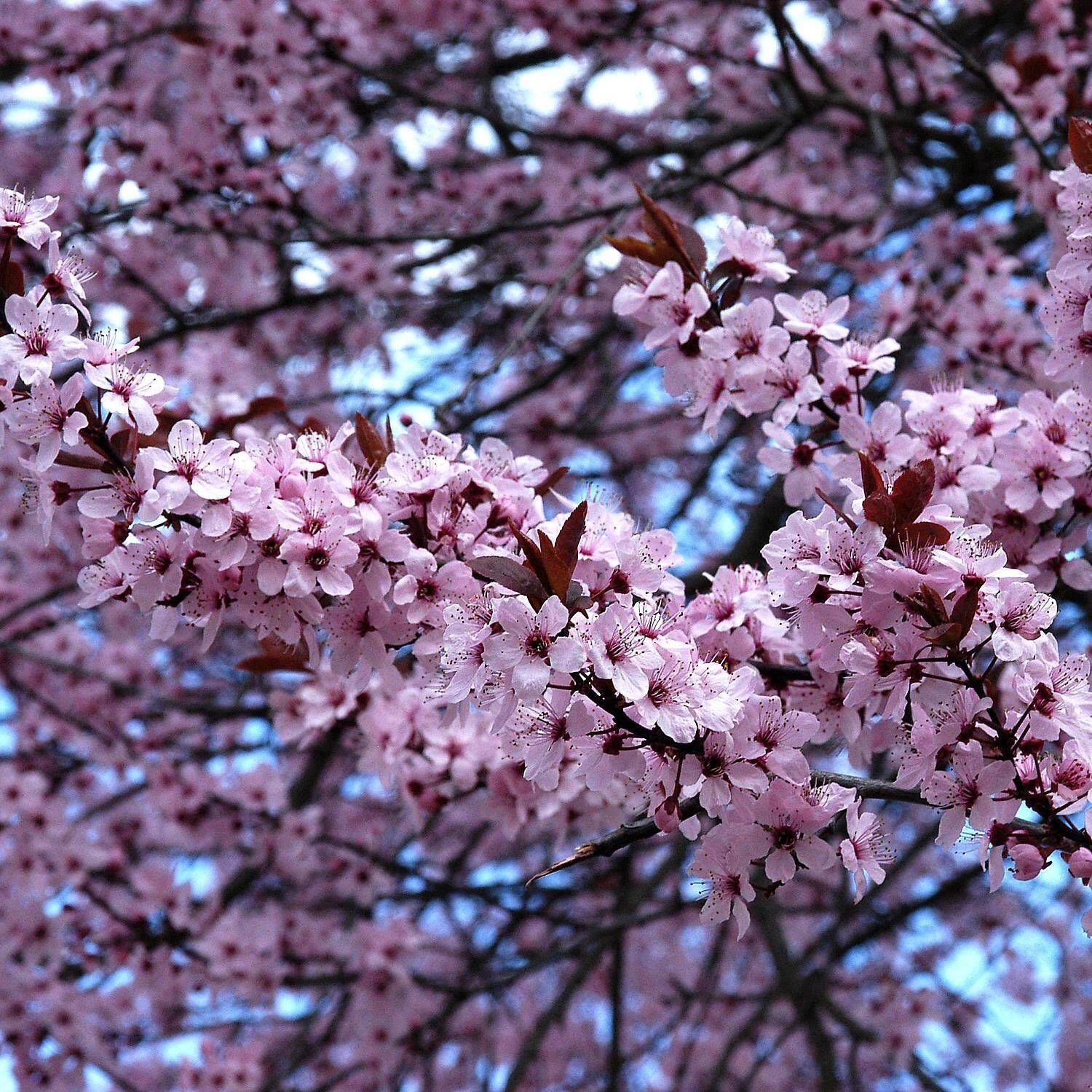 Prunus Cerasifera 'Nigra' 1 Prunus Cerasifera 'Nigra'