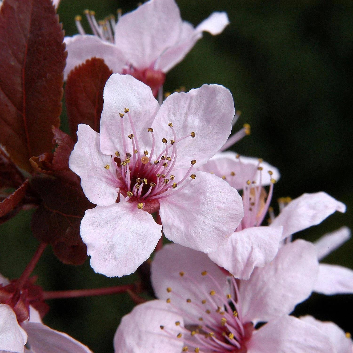Prunus Cerasifera 'Nigra' 2 Prunus Cerasifera 'Nigra' – Bild 2