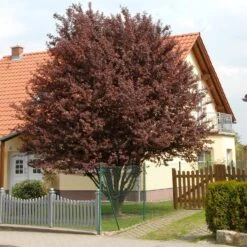 Prunus Cerasifera 'Nigra' 6 Prunus Cerasifera 'Nigra' -Seeds and Fertilizers Geschäft prunus cerasifera nigra3