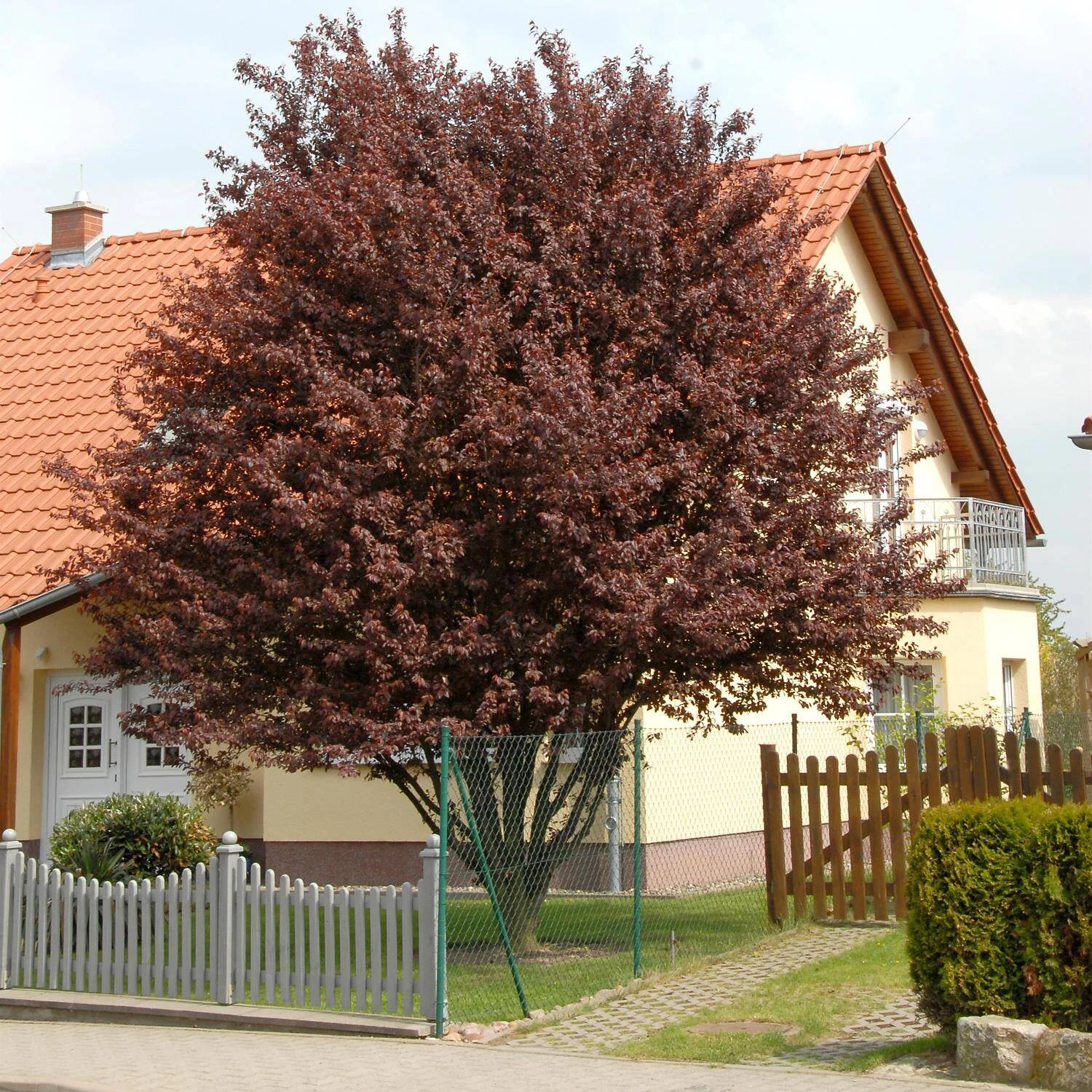 Prunus Cerasifera 'Nigra' 3 Prunus Cerasifera 'Nigra' – Bild 3