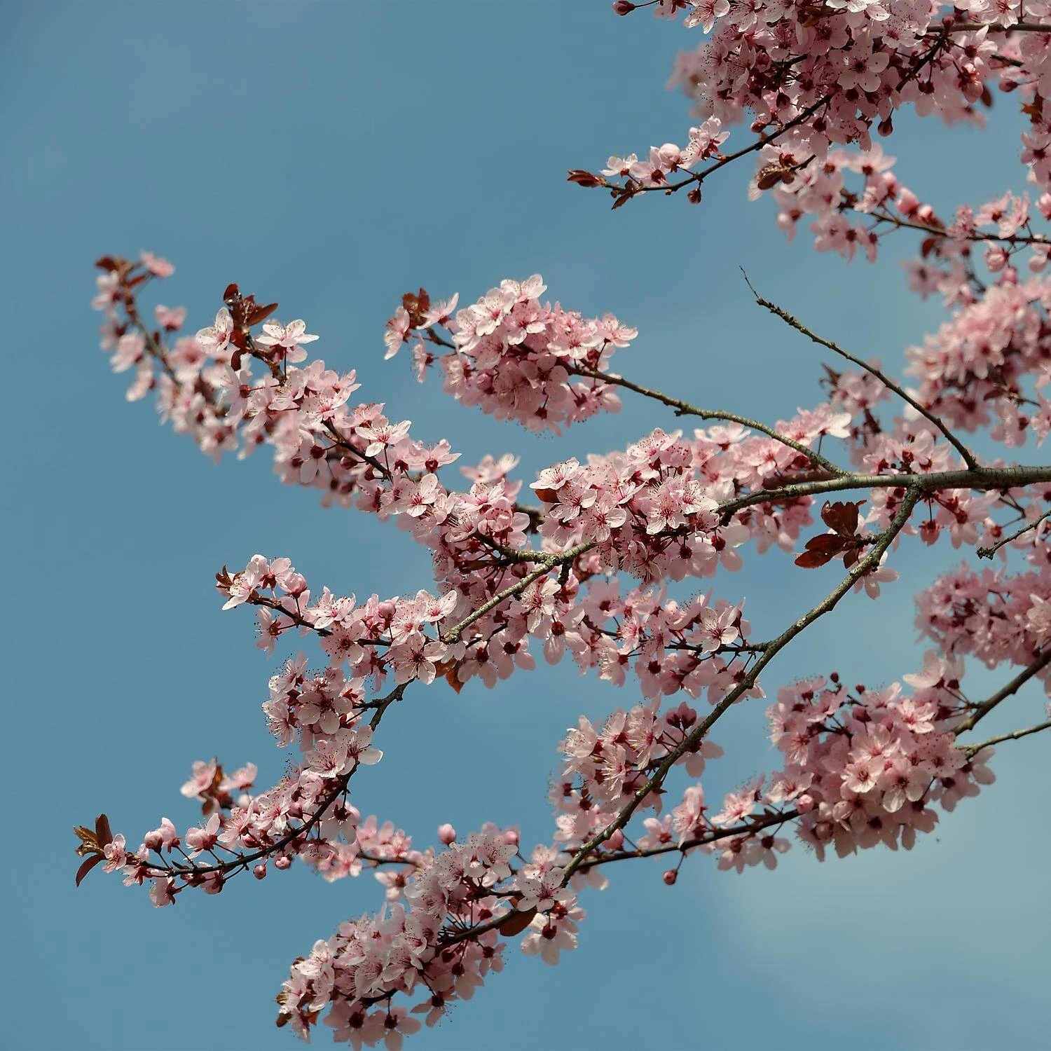 Prunus Cerasifera 'Nigra' 4 Prunus Cerasifera 'Nigra' – Bild 4