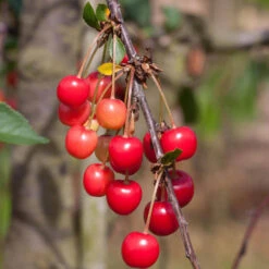 Prunus Cerasus 'Morellenfeuer'