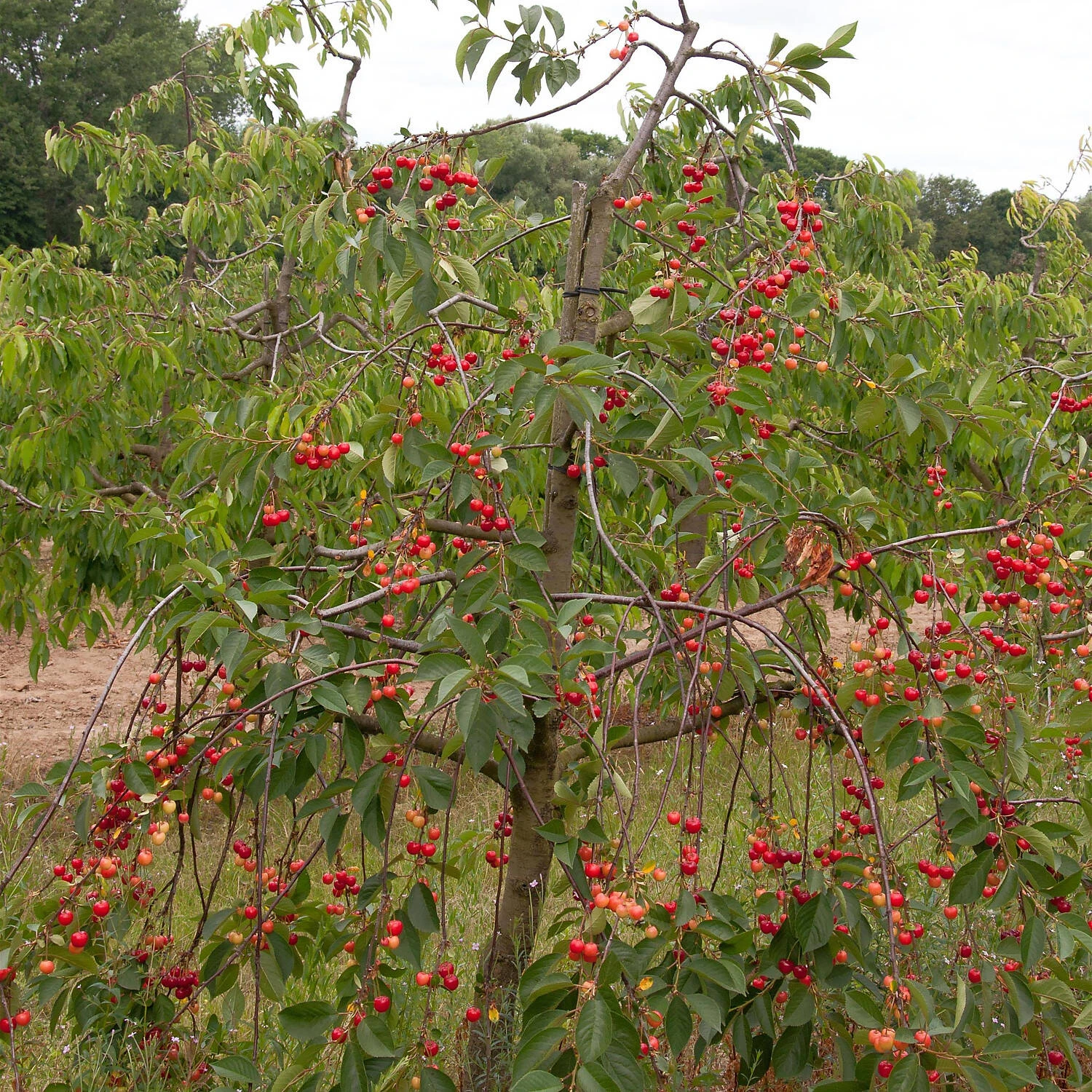 Prunus Cerasus 'Morellenfeuer' 2 Prunus Cerasus 'Morellenfeuer' – Bild 2