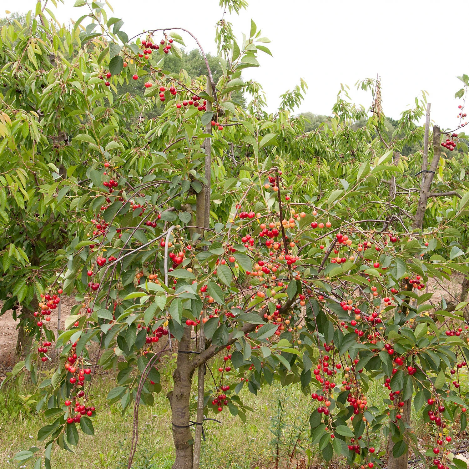 Prunus Cerasus 'Schattenmorelle' 1 Prunus Cerasus 'Schattenmorelle'