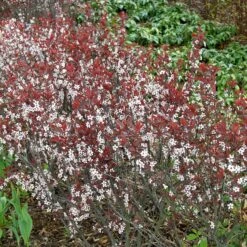 Prunus Cistena -Seeds and Fertilizers Geschäft prunus cistena 43