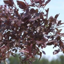 Prunus Cistena -Seeds and Fertilizers Geschäft prunus cistena 44