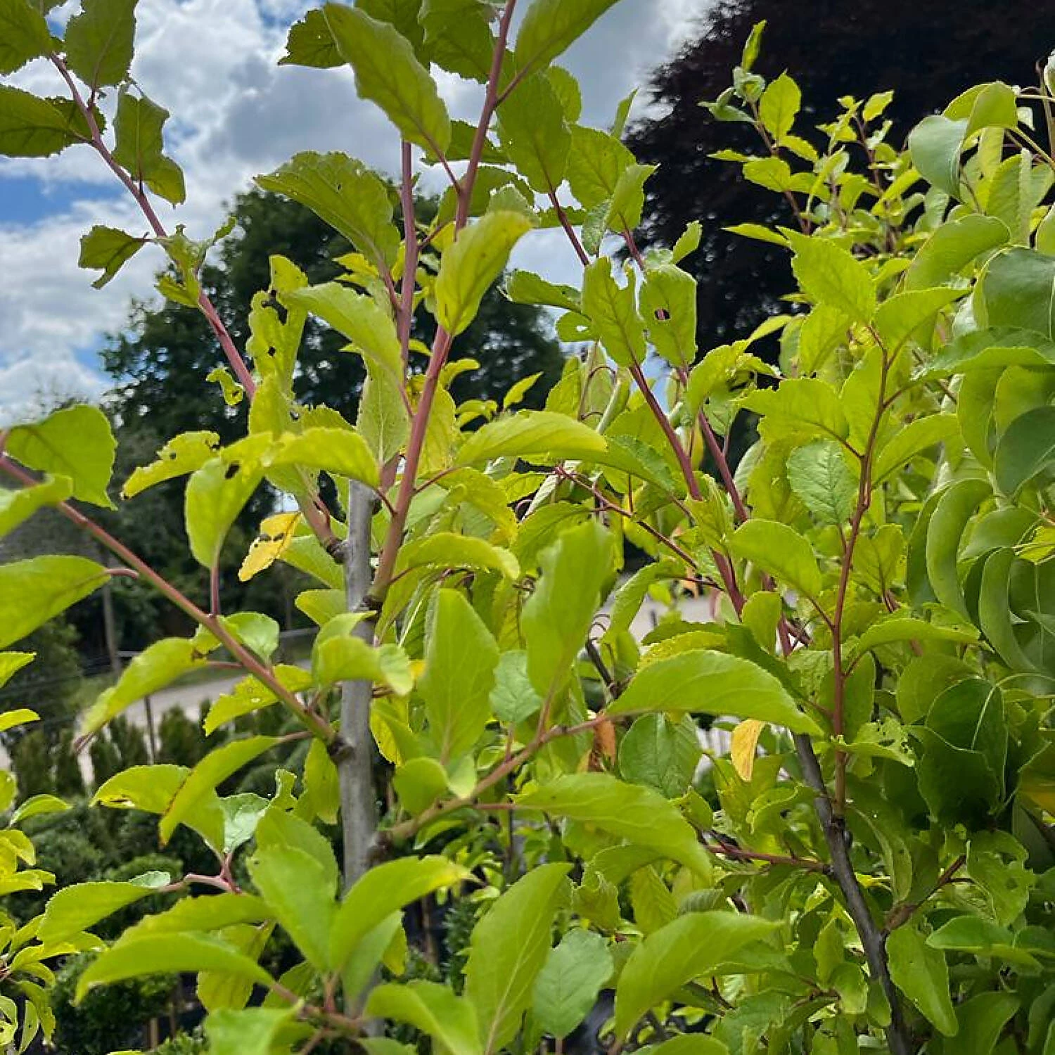 Prunus Domestica 'Bühler Frühzwetsche' 1 Prunus Domestica 'Bühler Frühzwetsche'