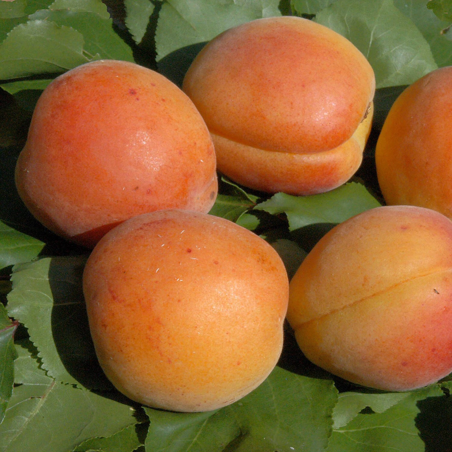 Prunus Domestica 'Mirabelle Von Nancy' 1 Prunus Domestica 'Mirabelle Von Nancy'