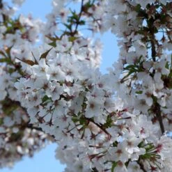 Prunus Kurilensis 'Brilliant'