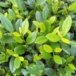 Prunus Laurocerasus 'Diana'