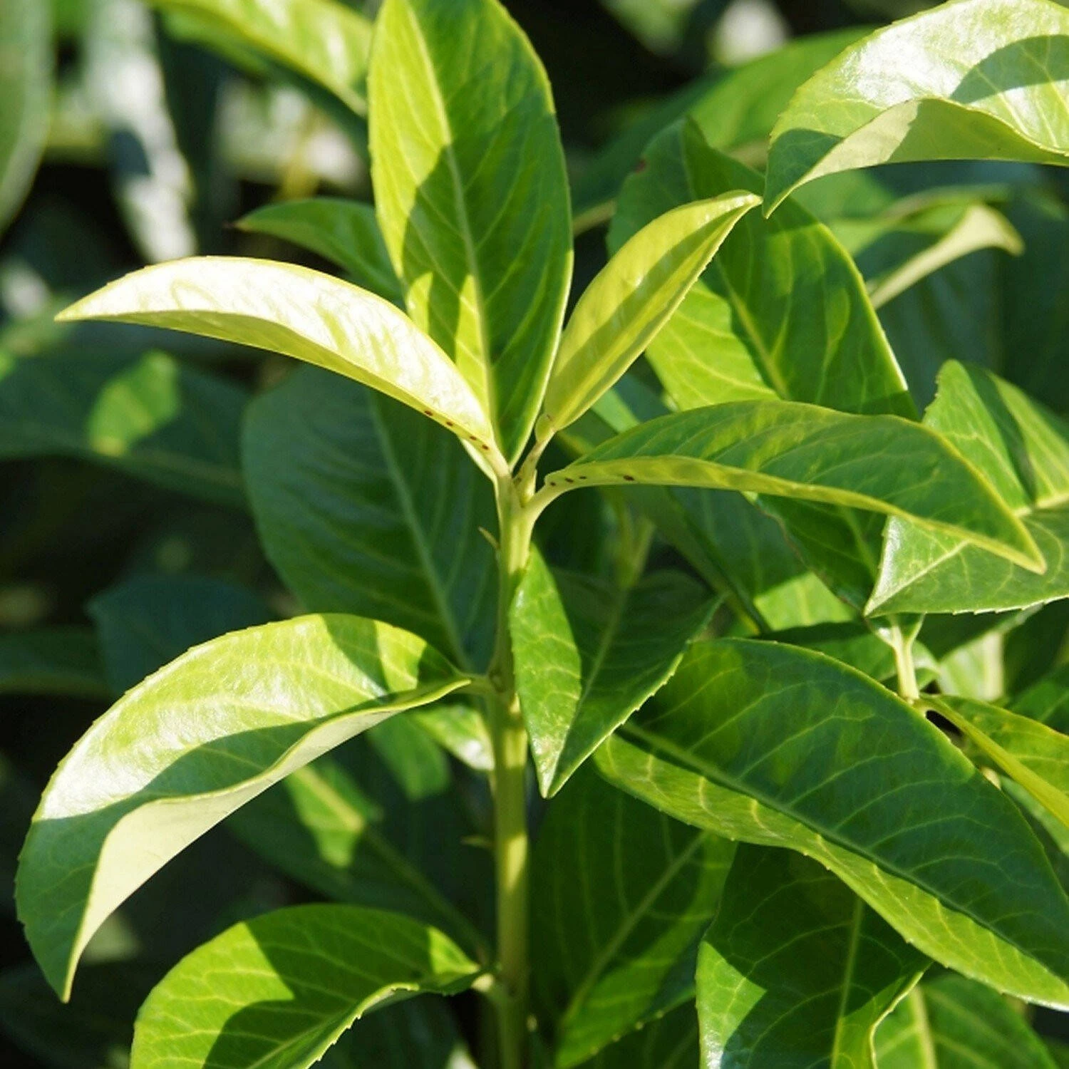 Prunus Laurocerasus 'Genolia'® 1 Prunus Laurocerasus 'Genolia'®