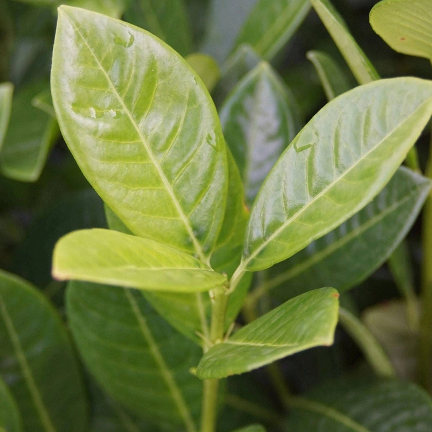 Prunus Laurocerasus 'Green Torch'® 1 Prunus Laurocerasus 'Green Torch'®