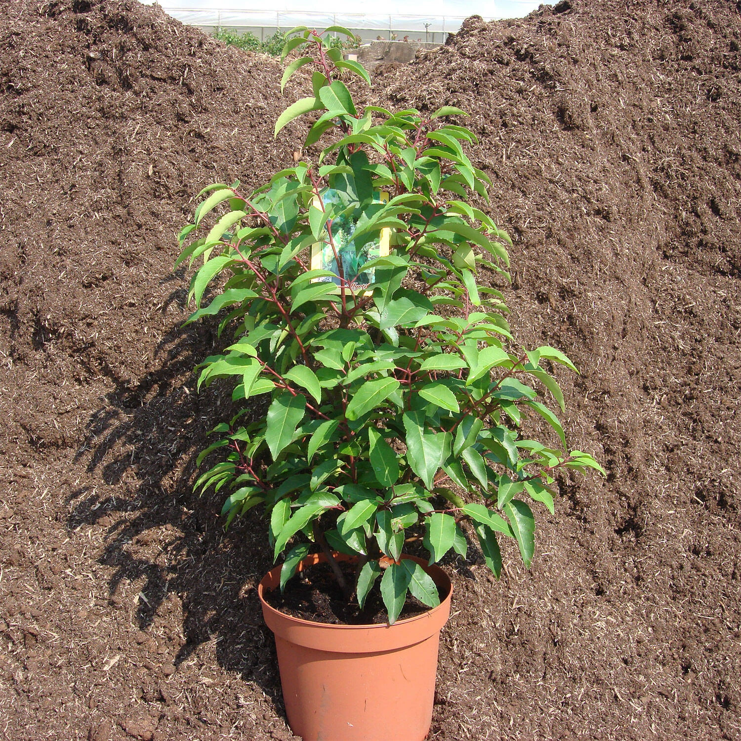 Prunus Lusitanica 'Myrtifolia' 1 Prunus Lusitanica 'Myrtifolia'