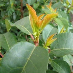 Prunus Lusitanica 'Tico'®