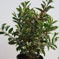 Prunus Lusitanica 'Variegata'