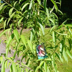 Prunus Persica 'Kernechter Vom Vorgebirge'