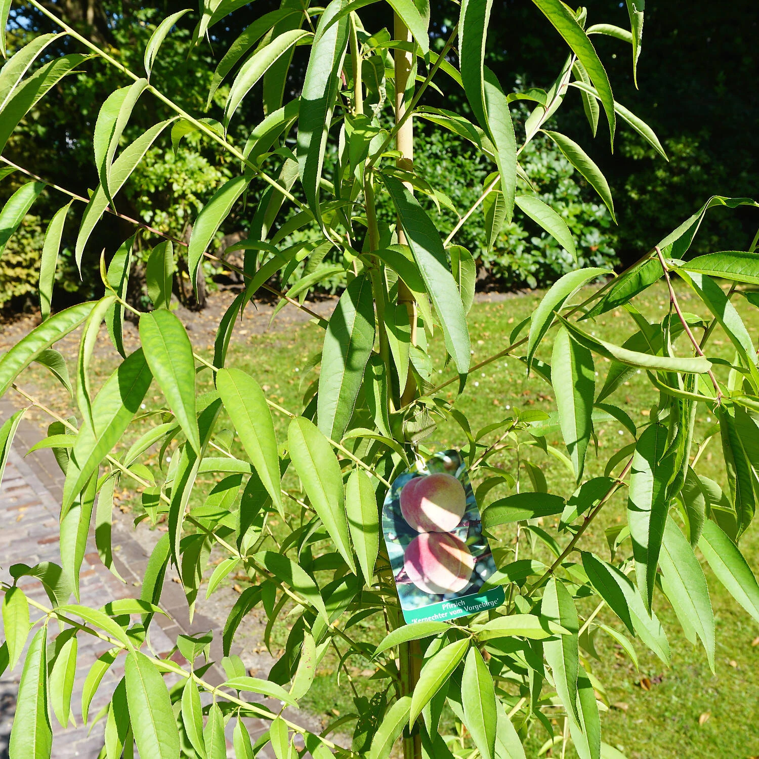 Prunus Persica 'Kernechter Vom Vorgebirge' 1 Prunus Persica 'Kernechter Vom Vorgebirge'