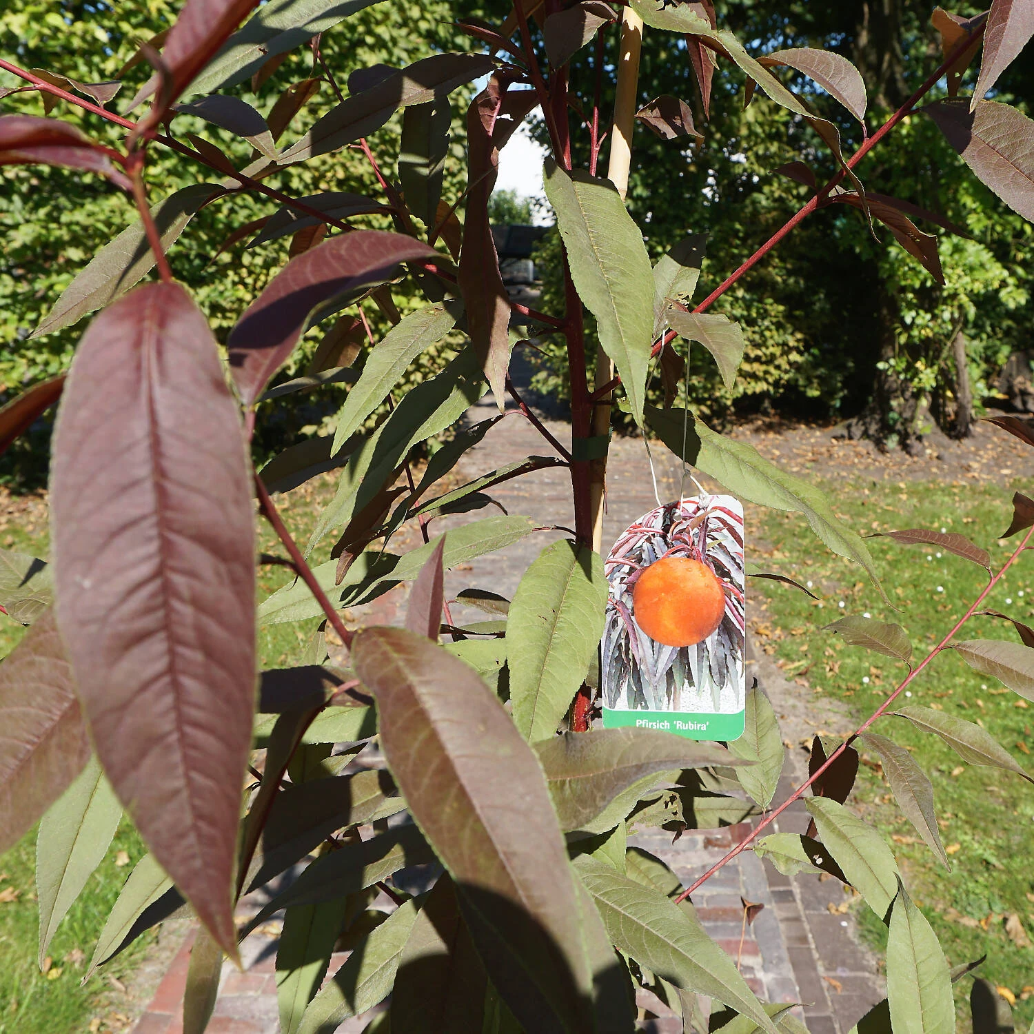 Prunus Persica 'Rubira' 1 Prunus Persica 'Rubira'