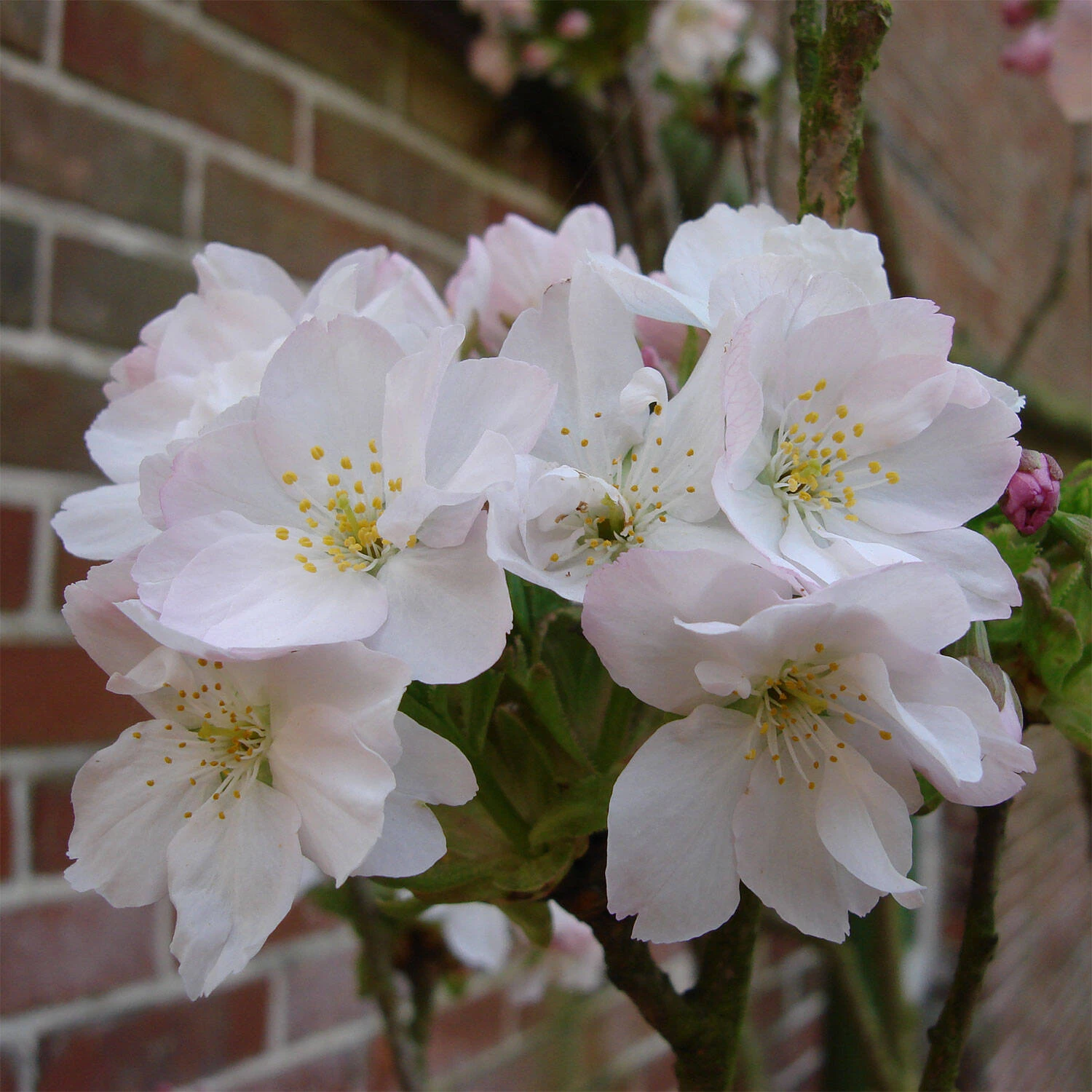 Prunus Serrulata 'Amanogawa' 1 Prunus Serrulata 'Amanogawa'