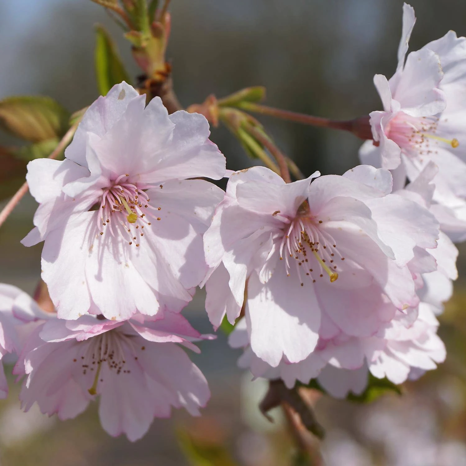 Prunus Subhirtella 'Accolade' 1 Prunus Subhirtella 'Accolade'