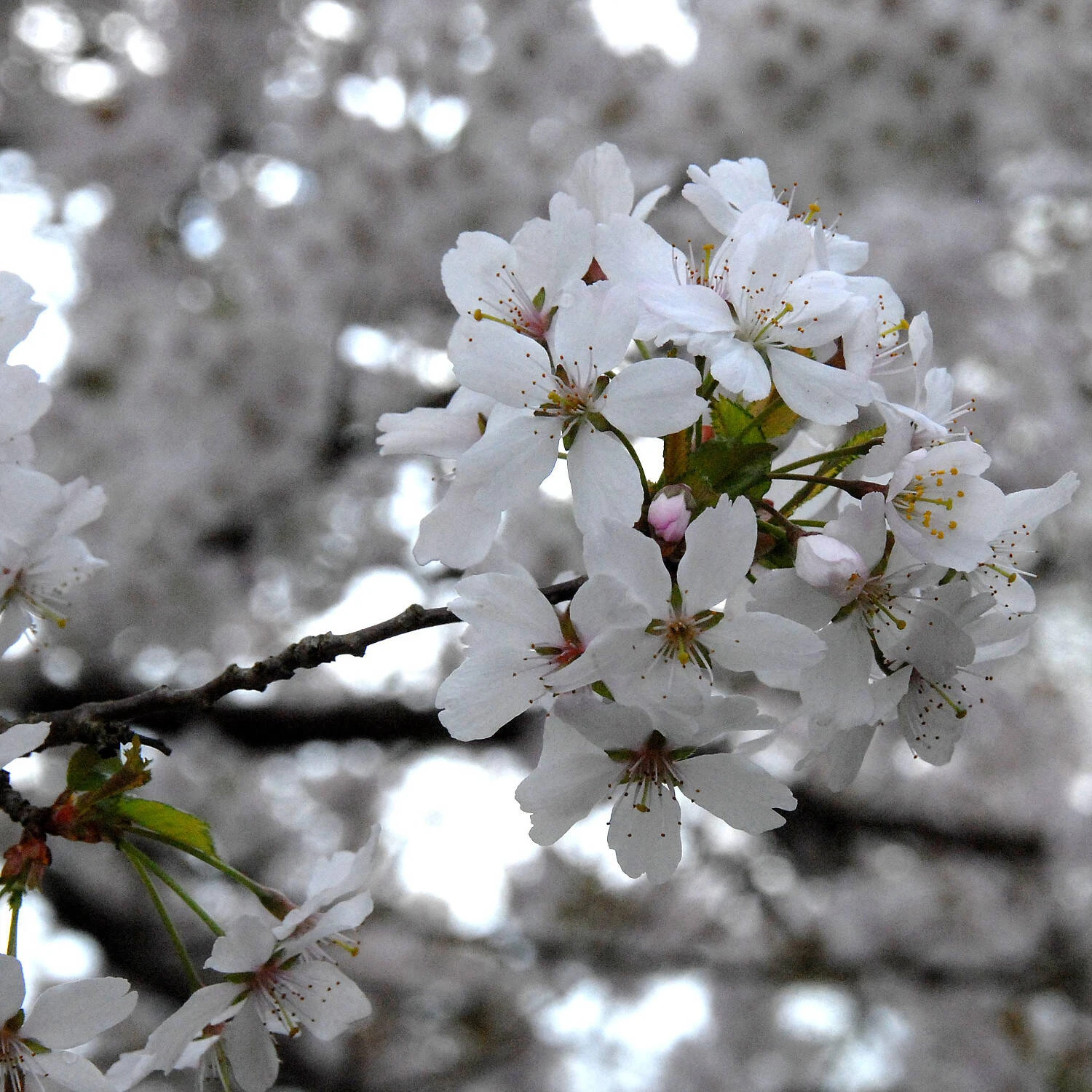 Prunus Subhirtella 'Autumnalis Rosea' 1 Prunus Subhirtella 'Autumnalis Rosea'