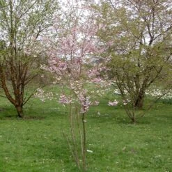 Prunus Subhirtella 'Fukubana'