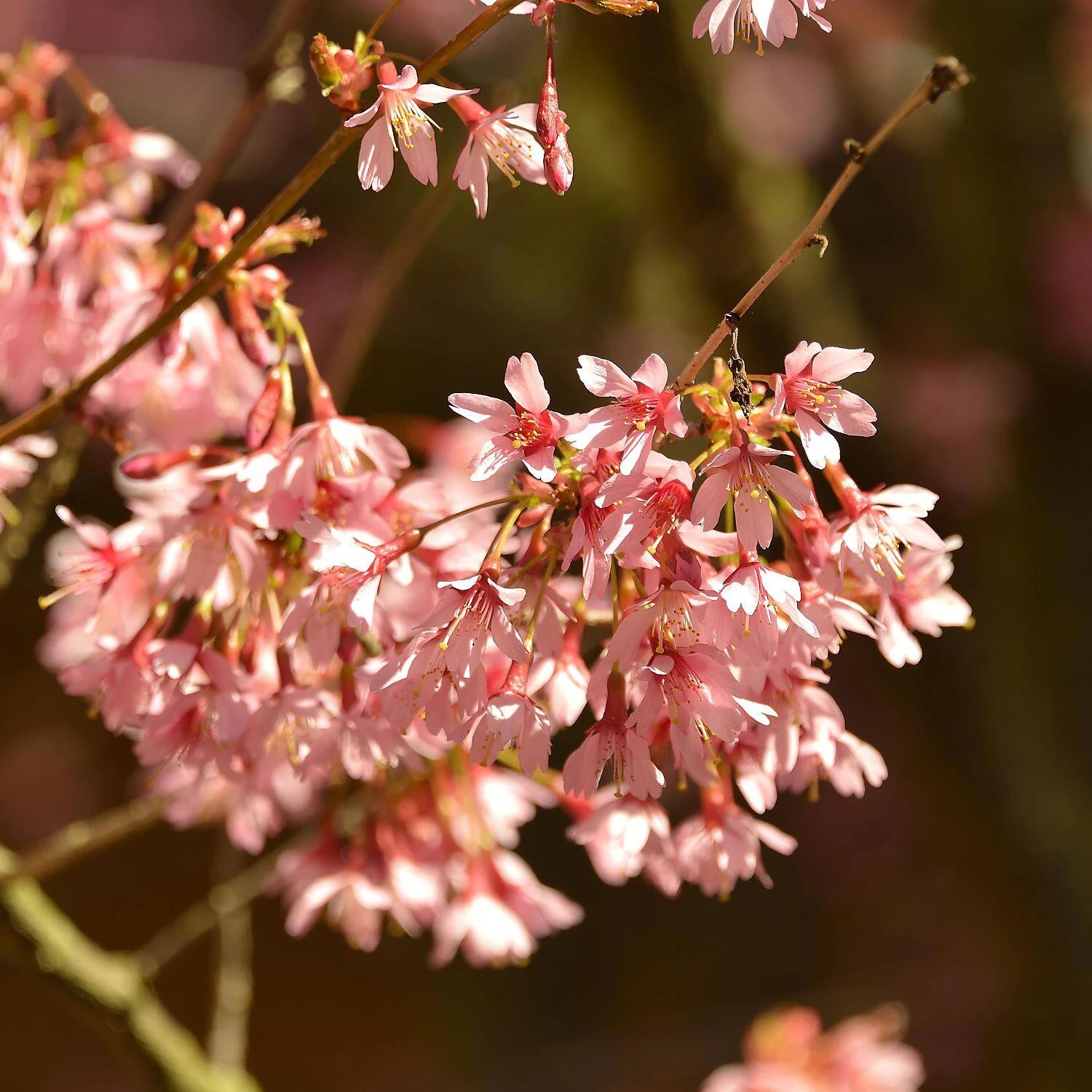 Prunus Subhirtella 'Fukubana' 2 Prunus Subhirtella 'Fukubana' – Bild 2