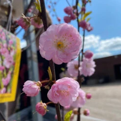 Prunus Triloba