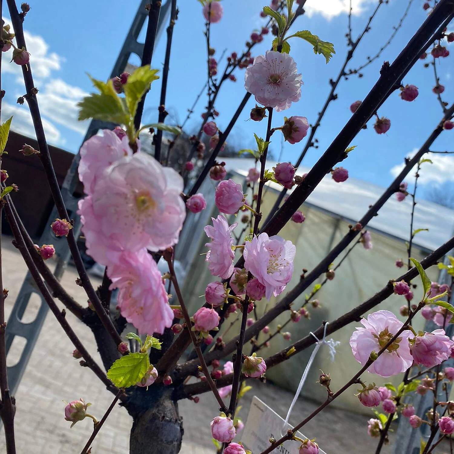 Prunus Triloba 2 Prunus Triloba – Bild 2