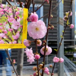 Prunus Triloba 6 Prunus Triloba -Seeds and Fertilizers Geschäft prunus triloba 23