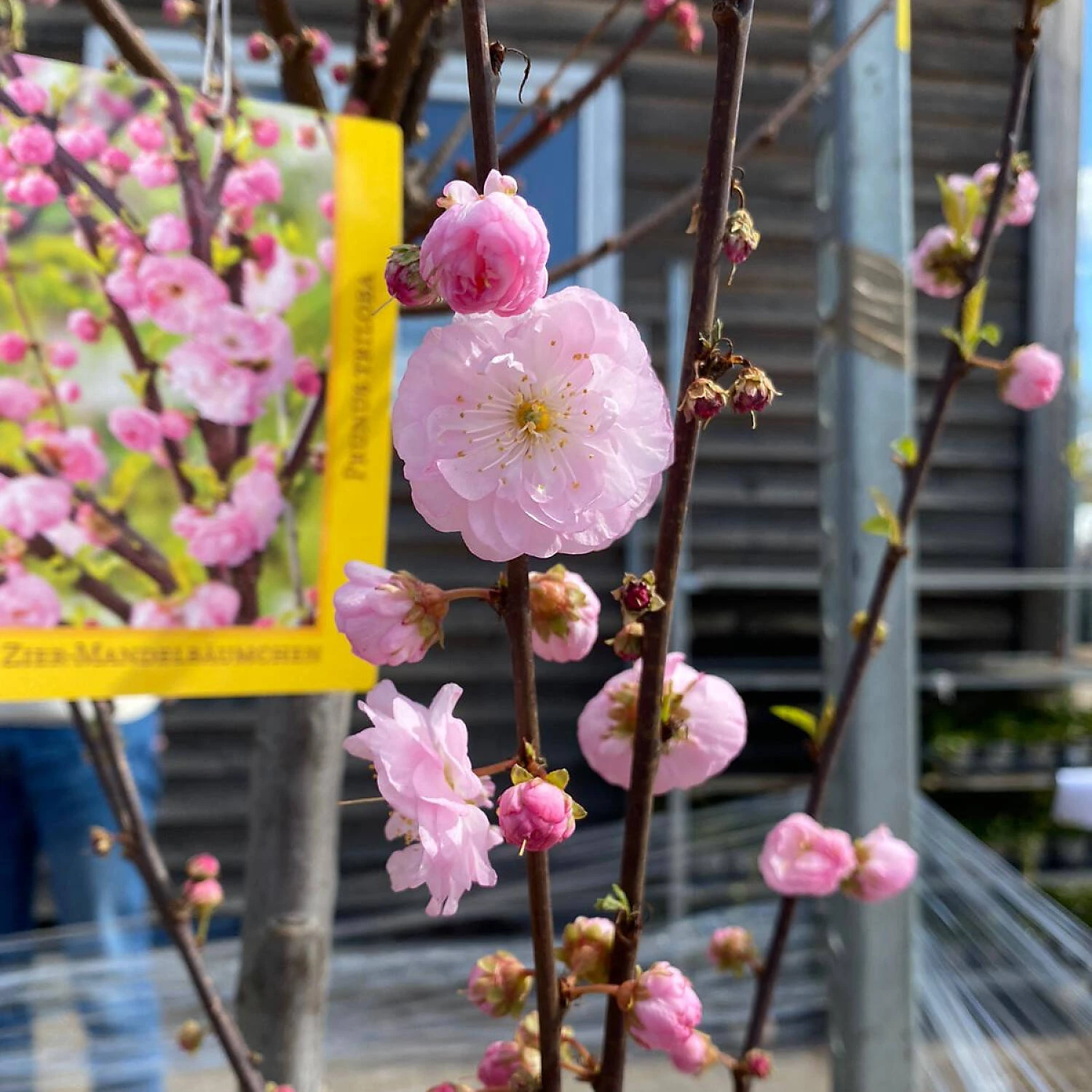 Prunus Triloba 3 Prunus Triloba – Bild 3