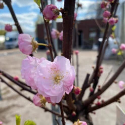 Prunus Triloba 7 Prunus Triloba -Seeds and Fertilizers Geschäft prunus triloba 24