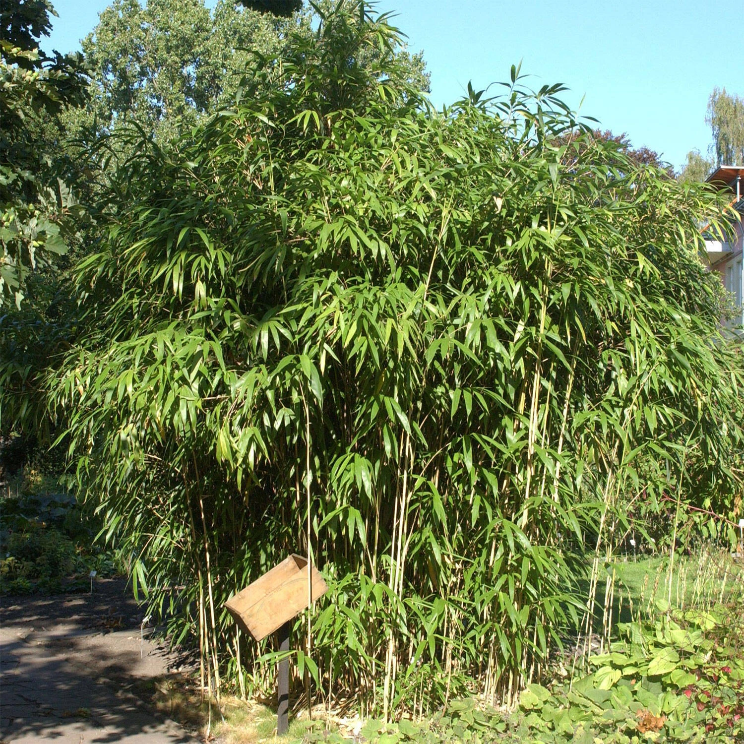 Pseudosasa Japonica 1 Pseudosasa Japonica