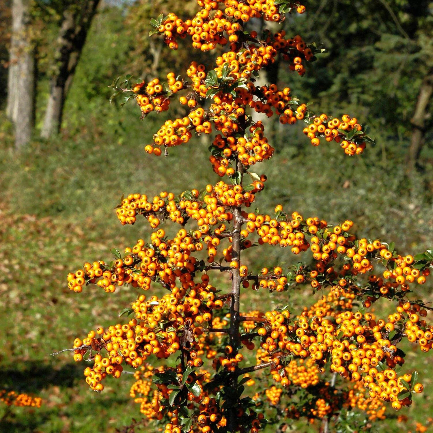 Pyracantha Coccinea 'Teton' 1 Pyracantha Coccinea 'Teton'