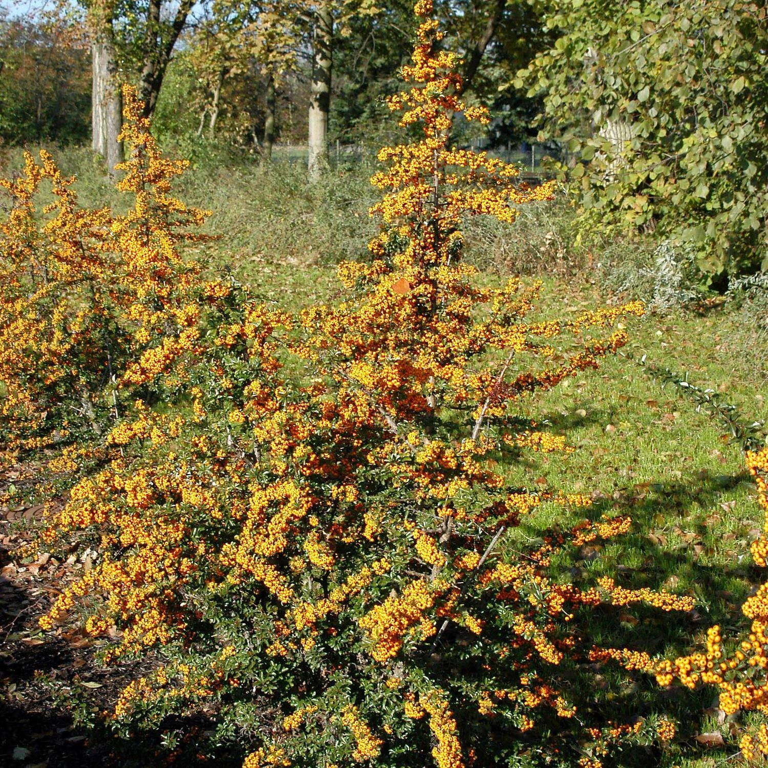 Pyracantha Coccinea 'Teton' 2 Pyracantha Coccinea 'Teton' – Bild 2
