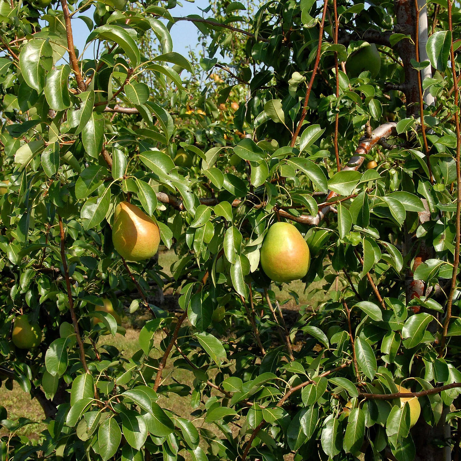 Pyrus Communis 'Alexander Lucas' 1 Pyrus Communis 'Alexander Lucas'