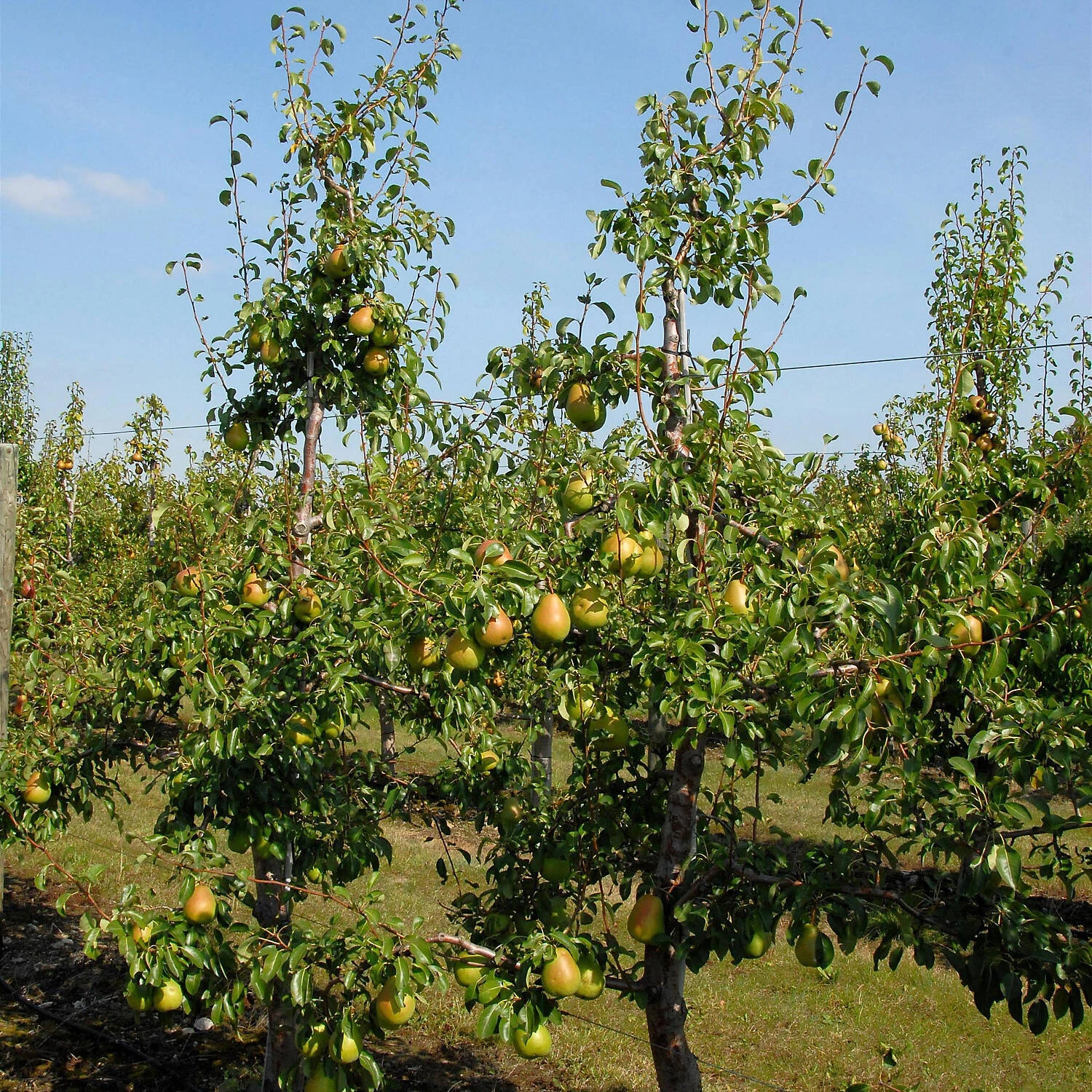 Pyrus Communis 'Alexander Lucas' 2 Pyrus Communis 'Alexander Lucas' – Bild 2