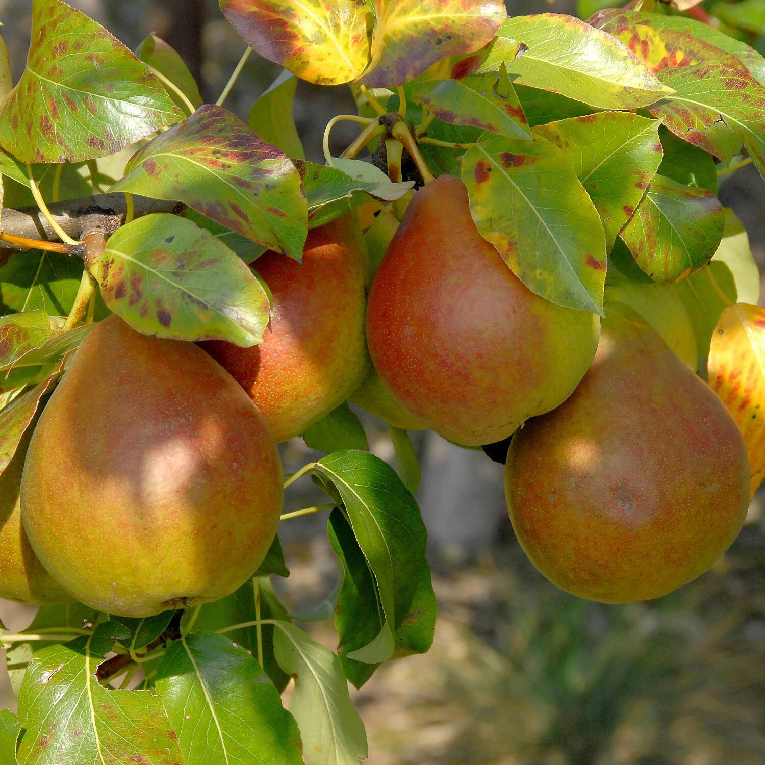 Pyrus Communis 'Clapps Liebling' 1 Pyrus Communis 'Clapps Liebling'