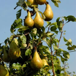 Pyrus Communis 'Conference'