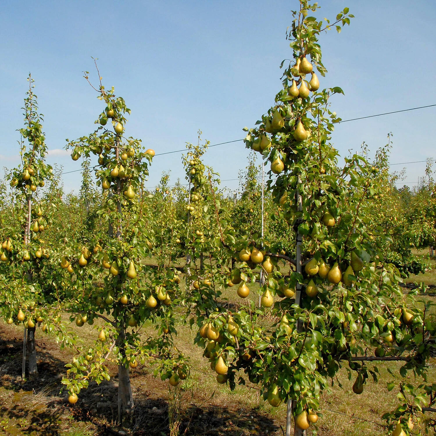 Pyrus Communis 'Conference' 2 Pyrus Communis 'Conference' – Bild 2