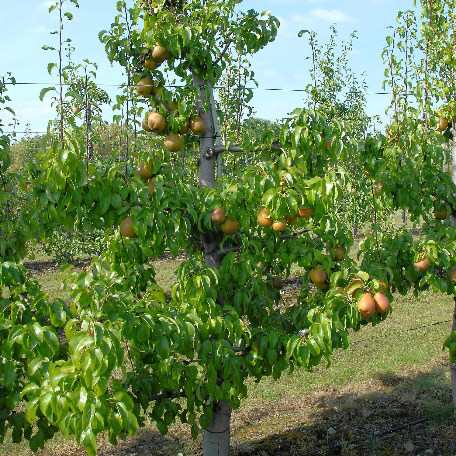 Pyrus Communis 'Gellerts Butterbirne' 2 Pyrus Communis 'Gellerts Butterbirne' – Bild 2