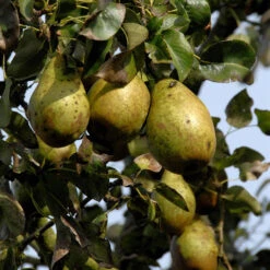 Pyrus Communis 'Gräfin Aus Paris'