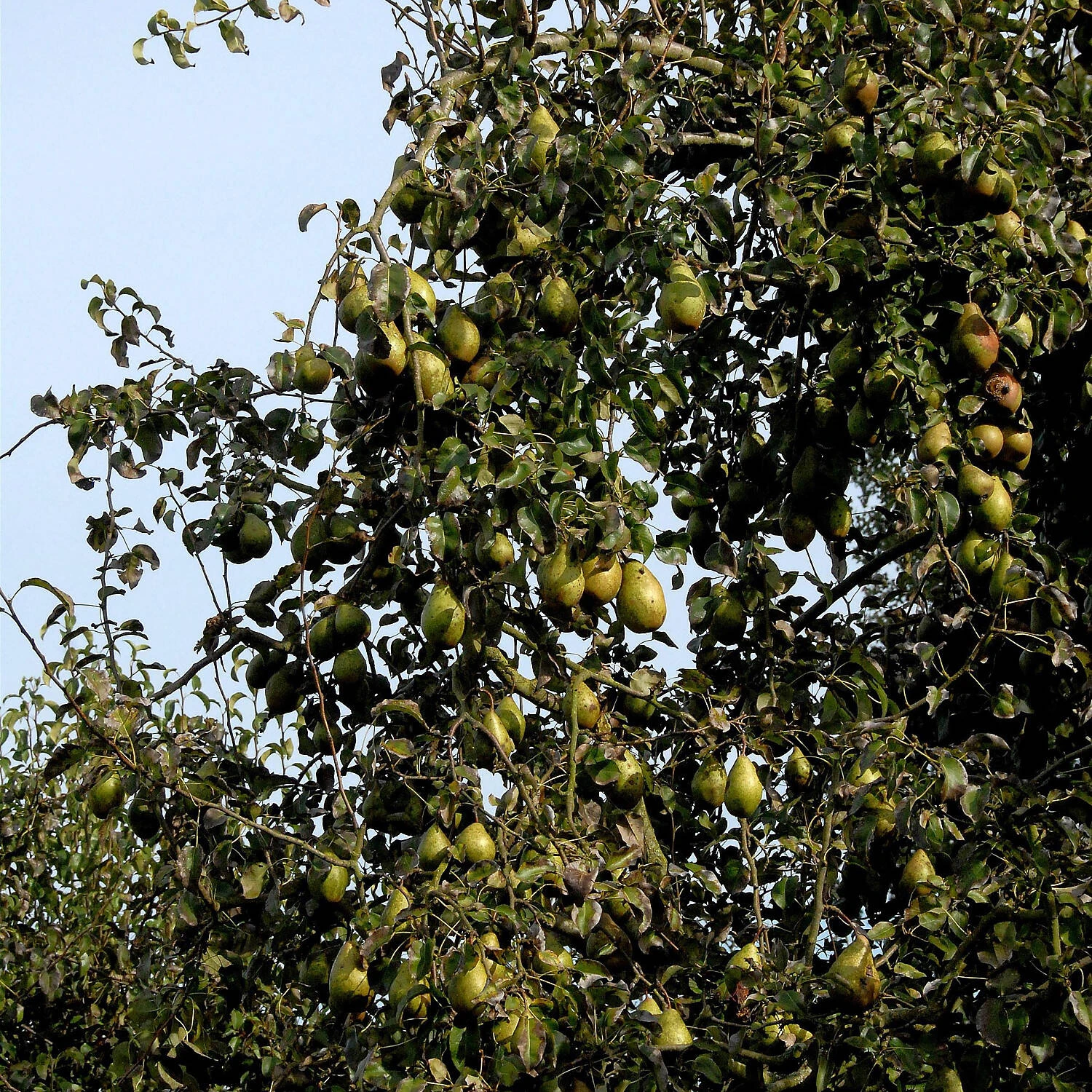 Pyrus Communis 'Gräfin Aus Paris' 2 Pyrus Communis 'Gräfin Aus Paris' – Bild 2