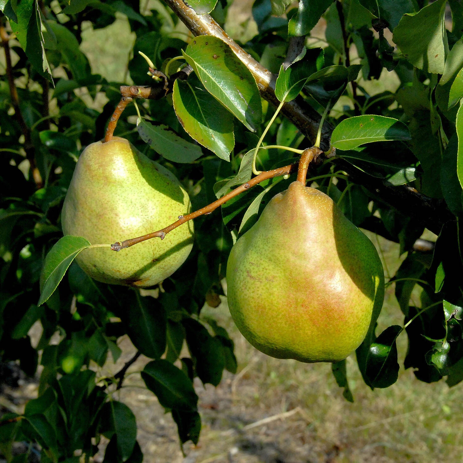 Pyrus Communis 'Gute Luise' 1 Pyrus Communis 'Gute Luise'