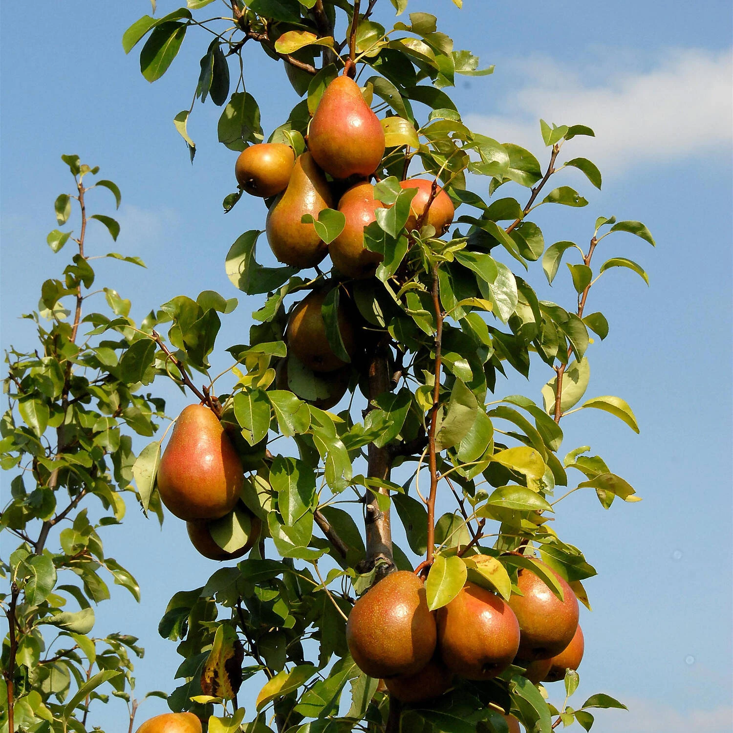 Pyrus Communis 'Rote Williams Christ' 1 Pyrus Communis 'Rote Williams Christ'
