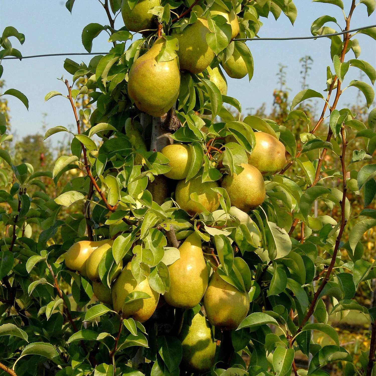 Pyrus Communis 'Williams Christ' 1 Pyrus Communis 'Williams Christ'